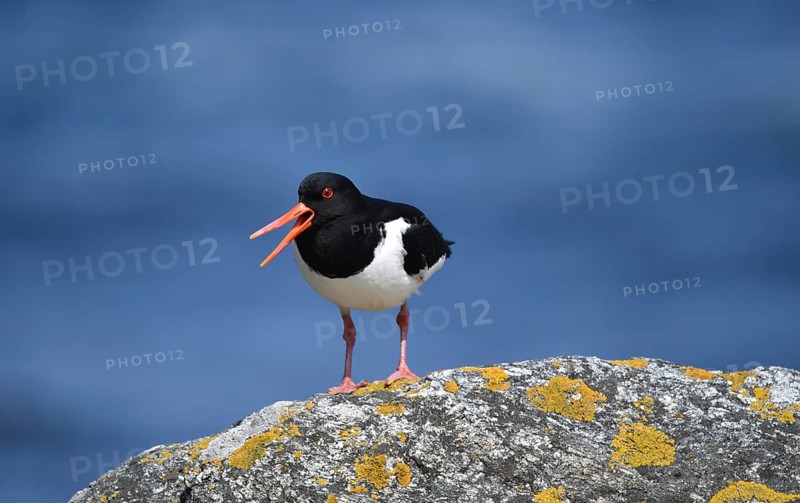 Eurasian oystercatcher