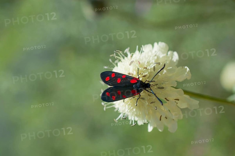Red bug feeding on flowers in the nature