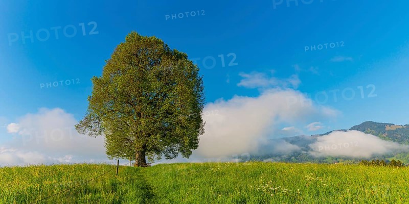 Peace lime tree