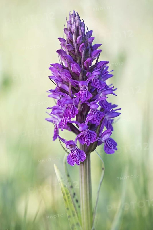Southern marsh orchid