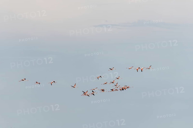 Greater Flamingos