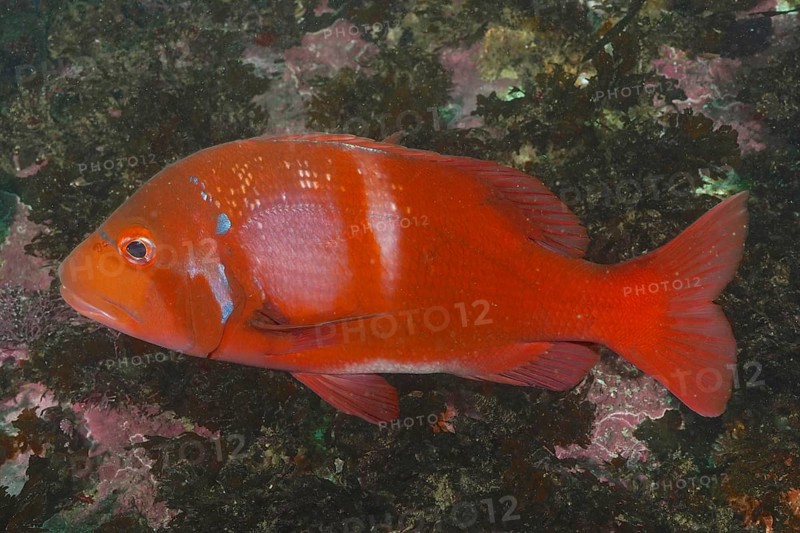 Red Roman sea bream