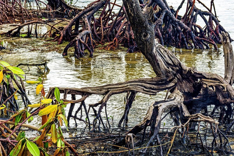 View from inside the mangrove with twisted trees and roots in the water in Serra Grande in Bahia
