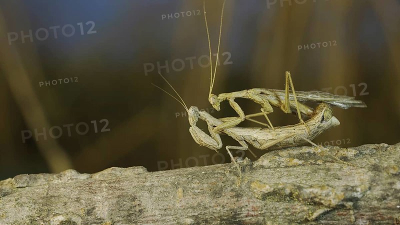 Couple of praying mantis mating on tree branch. The mating process of praying mantises. Crimean praying mantis