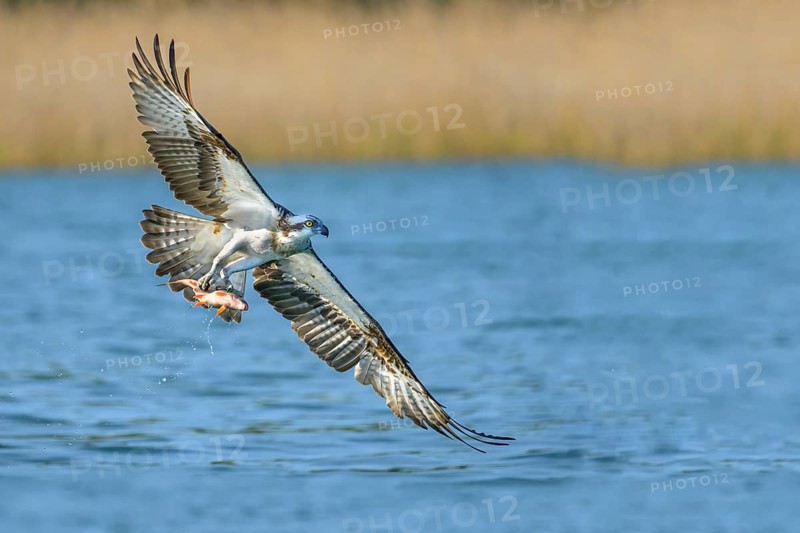 Western osprey