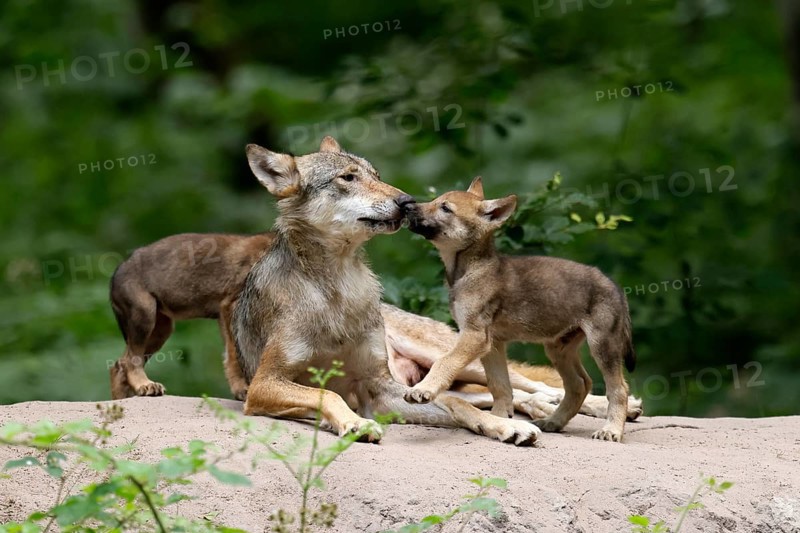 European gray wolf