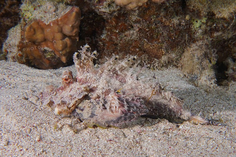 Red Sea Walkman