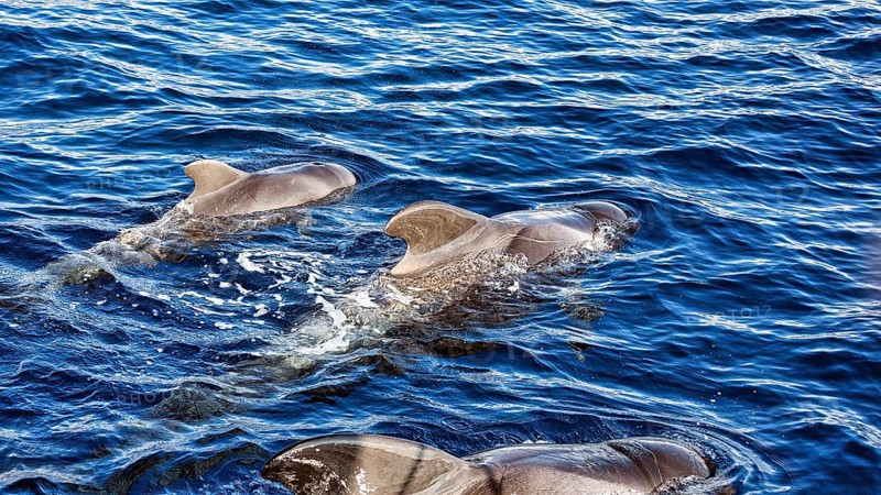 Pilot whale