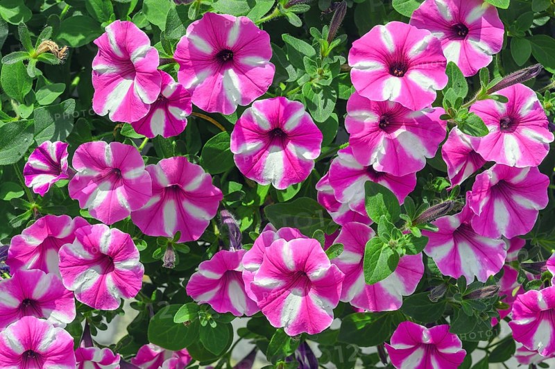 Petunias