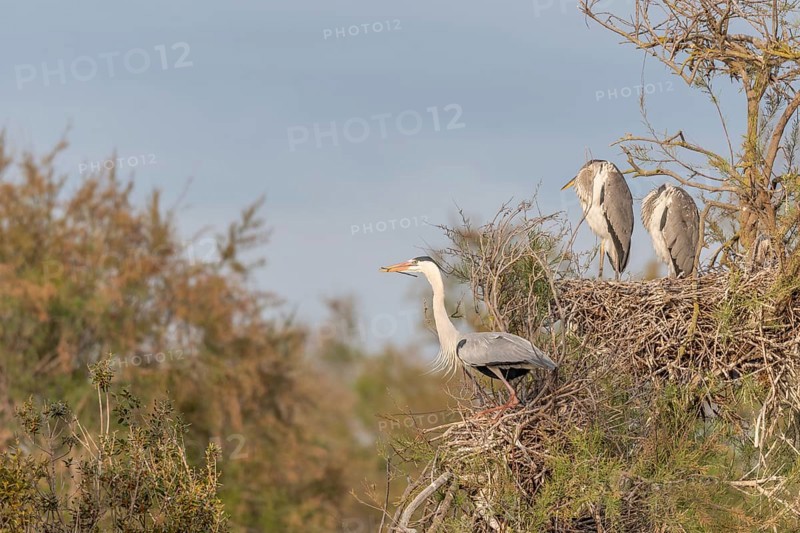 Grey heron