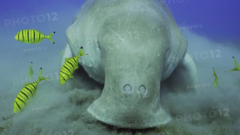 Frontal portrait of Sea Cow