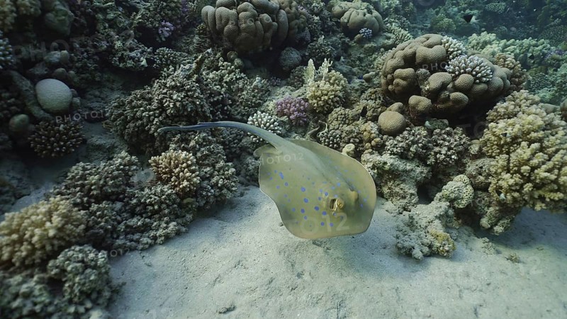 Blue spotted Stingray or Bluespotted Ribbontail Ray