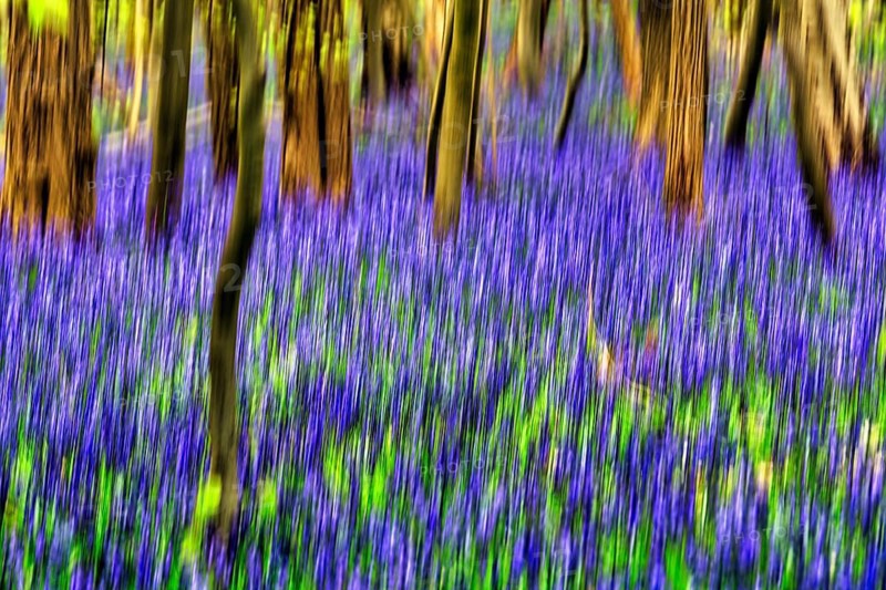 Common bluebell