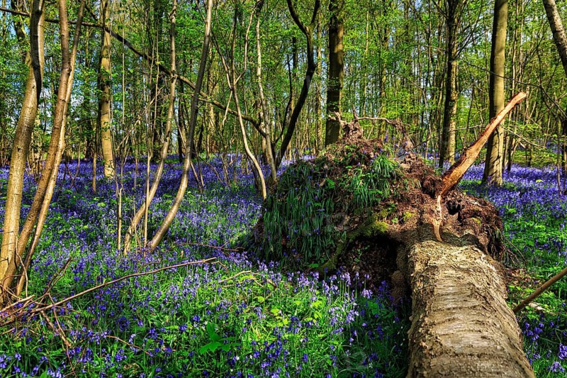 Common bluebell