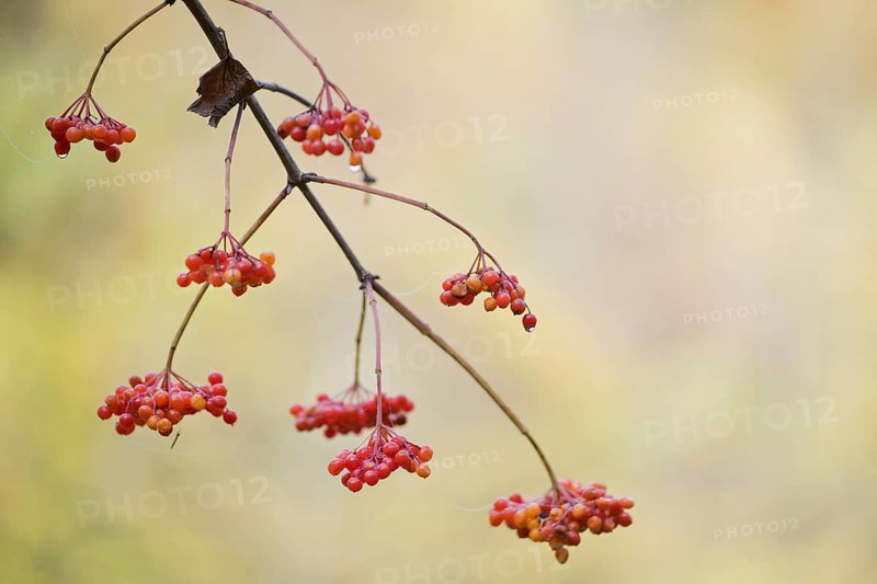 Guelder rose