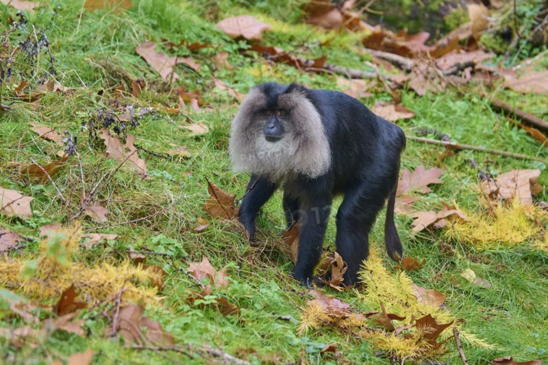 Lion-tailed macaque