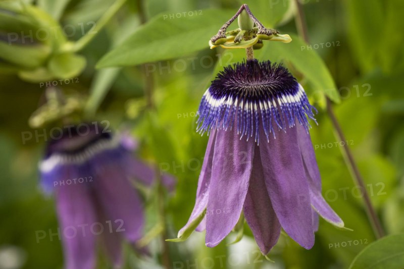 Passion-flower