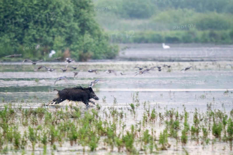 Wild boar