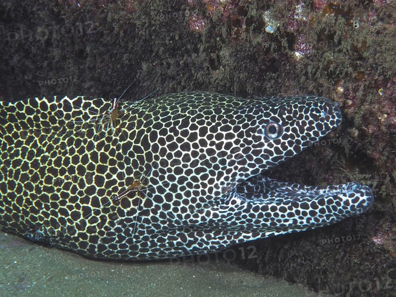 A net moray