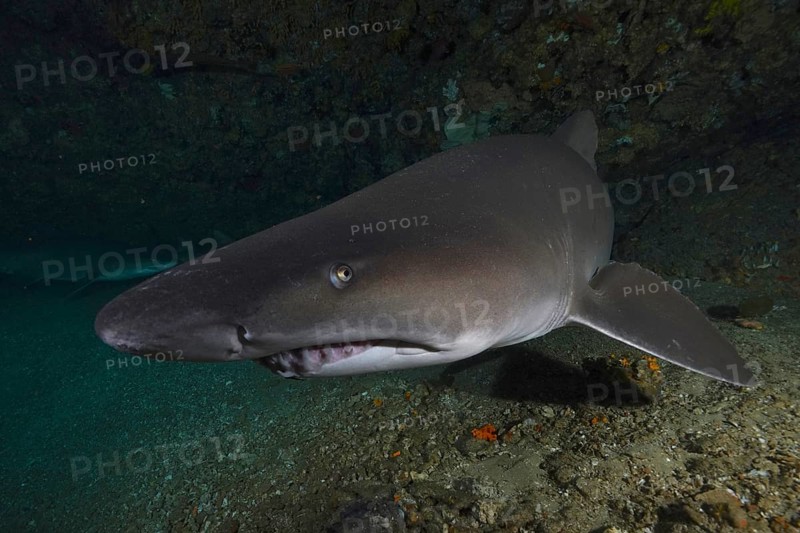 Portrait of sand tiger shark