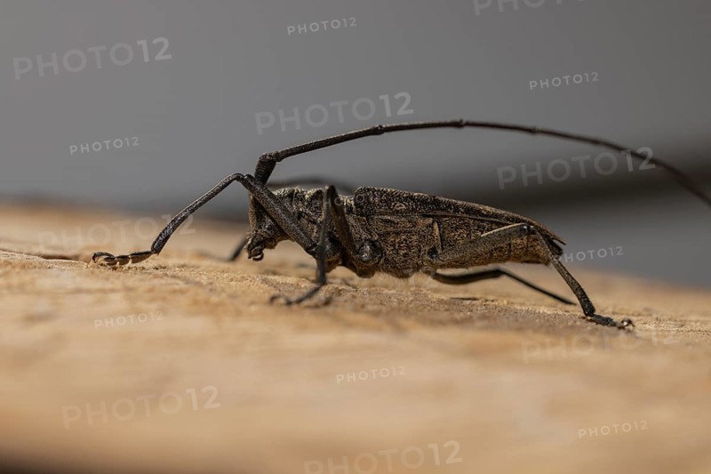 A longhorn beetle