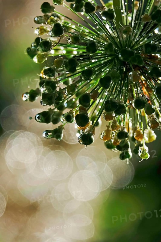Ornamental garlic