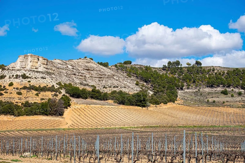 Wine landscape in the Ribera del Duero appellation of origin area in the province of Valladolid in Spain
