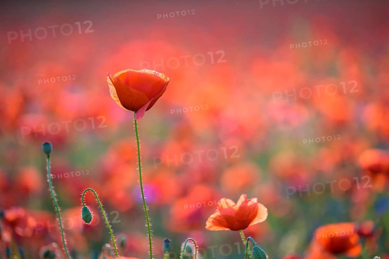 Poppy flowers
