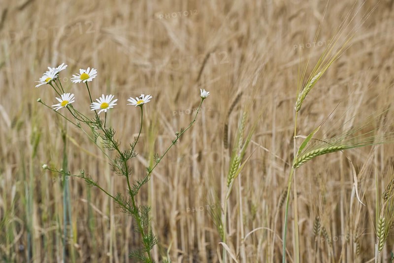 Scentless mayweed
