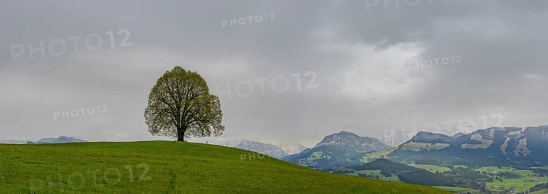 Peace lime tree