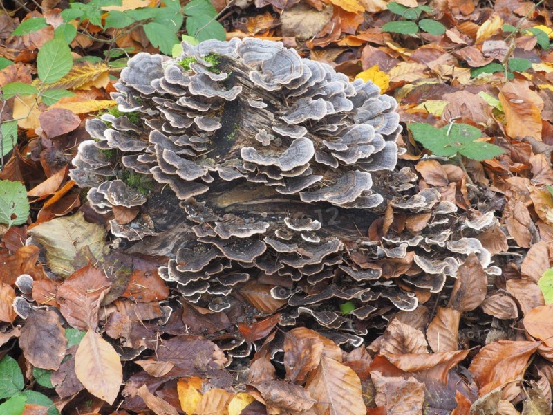 Coriolus versicolor is a common polypore mushroom. Coriolus versicolor is a medicinal mushroom widely prescribed for the prophylaxis and treatment of cancer and infection in China