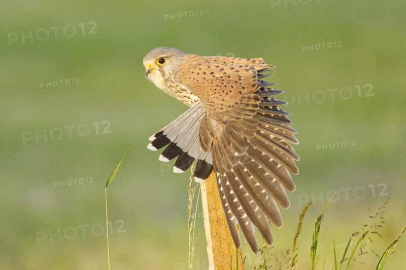 Common kestrel