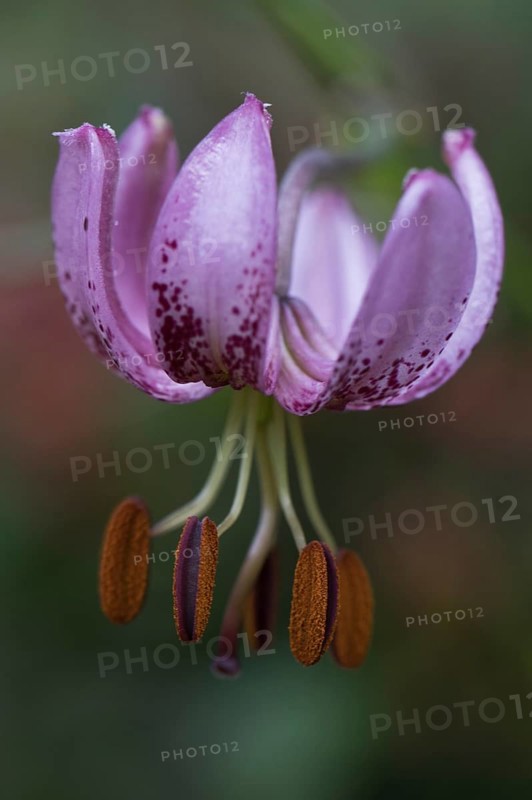 Martagon lily