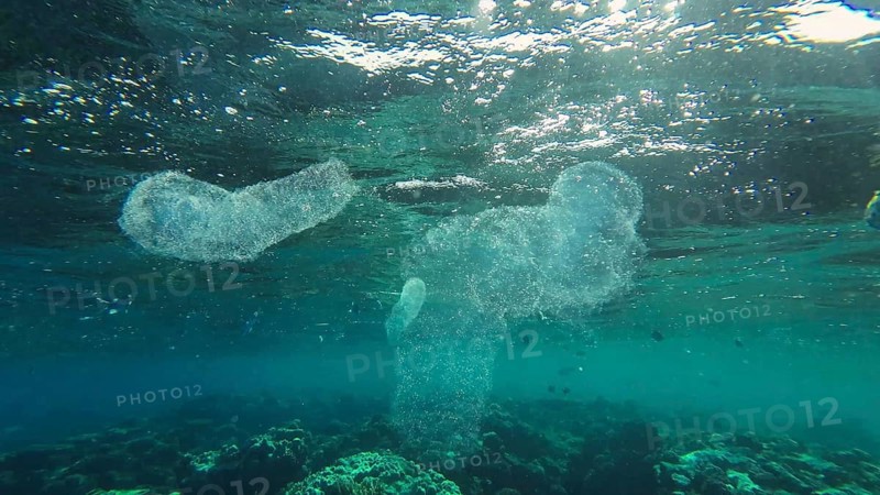 Group of Colonial Pyrosoma Tunicates floats under surface on water over coral reef in sunrays