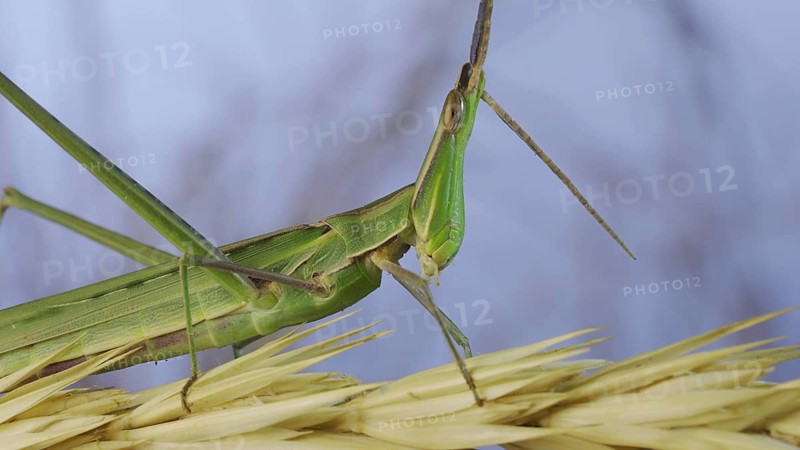 Close-up of an active Giant green slant-face grasshopper Acrida on spikelet on grass and blue sky background