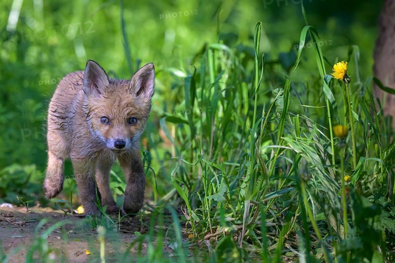 Young fox