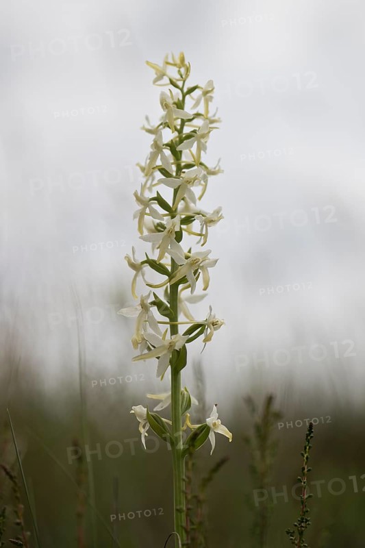 Lesser butterfly-orchid