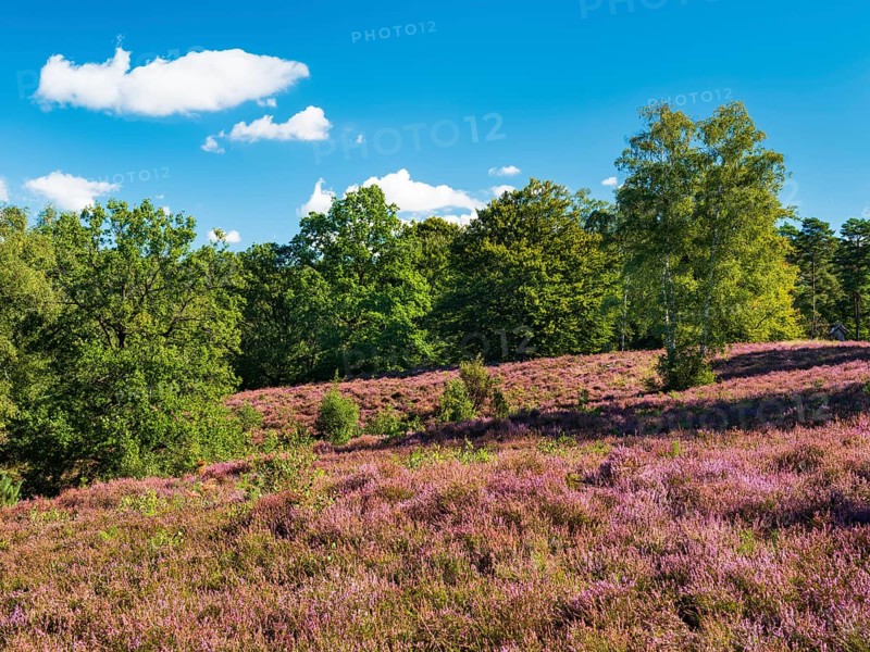 Typical heath landscape with flowering heather and birch trees on a hill