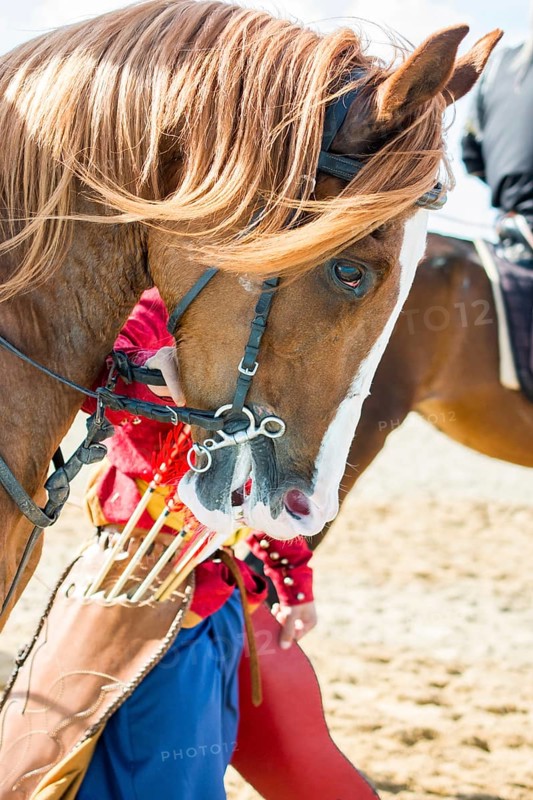 Head of a horse outdoors with partial harness in view