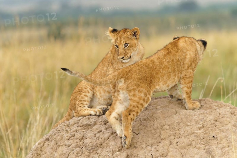 Two cubs