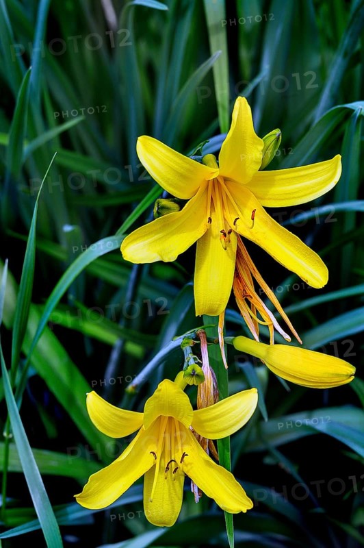 Yellow daylily