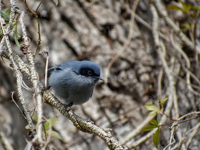 Male masked gnatcatcher