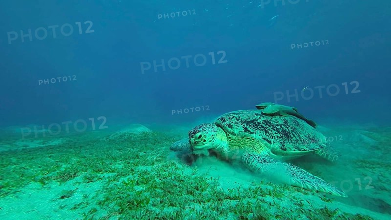 Green Sea Turtle