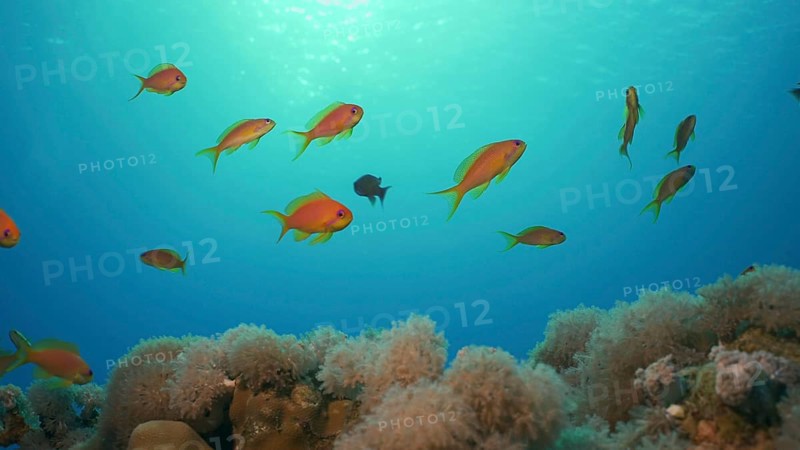 Morning time on the coral reef. Life on a coral reef at dawn. Tropical fish swims above the coral reef in the morning sunrays at sunrise