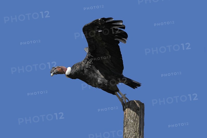 Andean Condor