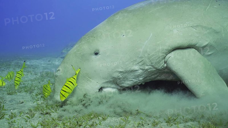 Close up of Sea Cow