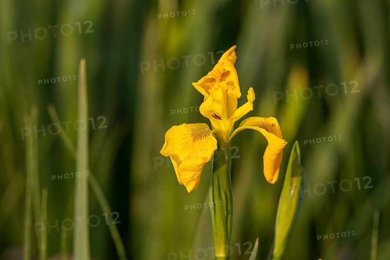Yellow flag
