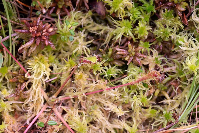 English sundew