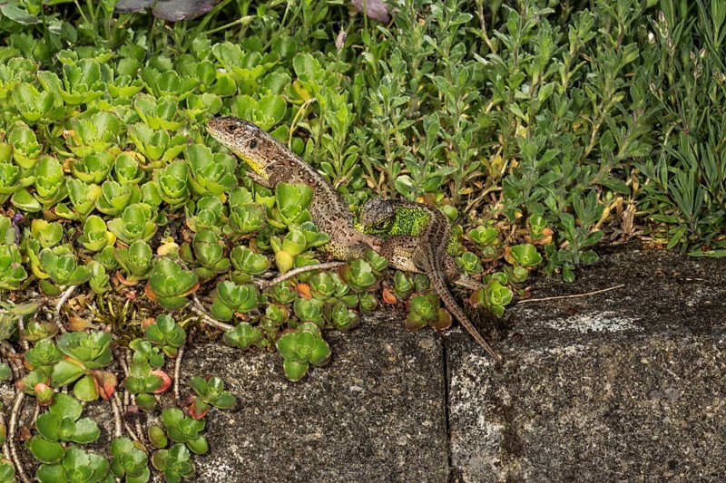 Sand lizard