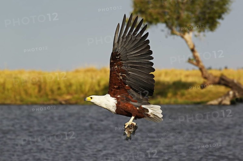 African Fish-Eagle